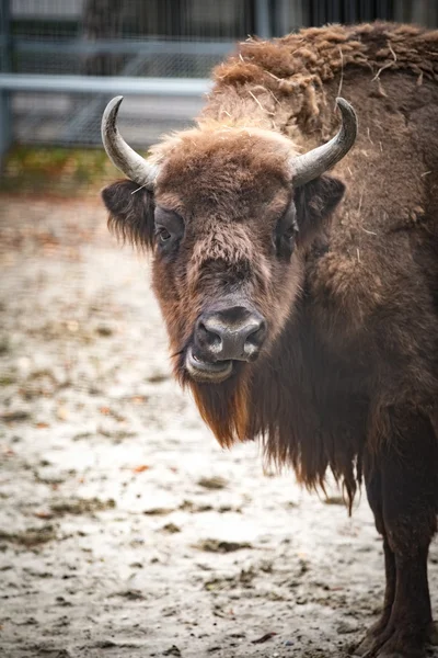 Big bison stands and chews hay in corral — Stock fotografie