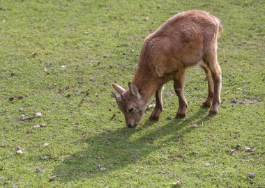 Genç capra caucasica yaprakları yiyor