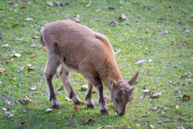 Genç capra caucasica yaprakları yiyor