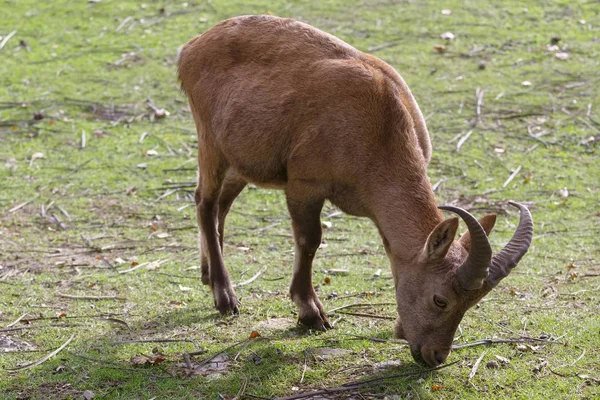 Capra caucasica está comiendo hierba en el pastizal — Foto de Stock