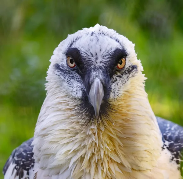 Portrait of a beard vulture (Cypaetus barbatus aureus) — Stock Photo, Image