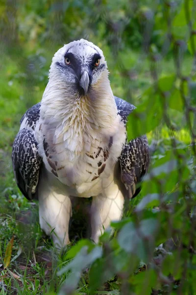 Beard vulture (Cypaetus barbatus aureus) is walking on green grass — Stock Photo, Image