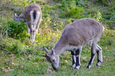 Birkaç koyun (Pseudois nayaur) yemek çimen