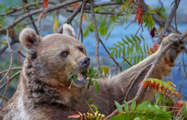 Brown bear (Ursus arctos) is eating leaves of a tree clipart