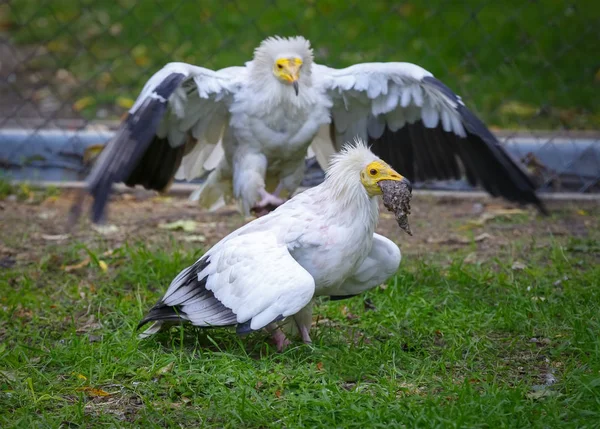 Vulture (neophron percnopterus) attacking and trying to take away the prey — Stock Photo, Image