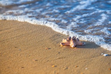 Deniz yıldızı bir kumsal ve deniz tatil sembolü olarak