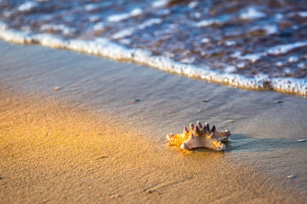 Seestern am Sandstrand und Meer als Urlaubssymbol — Stockfoto