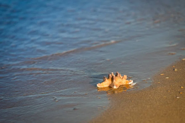 Seestern am Sandstrand und Meer als Urlaubssymbol — Stockfoto
