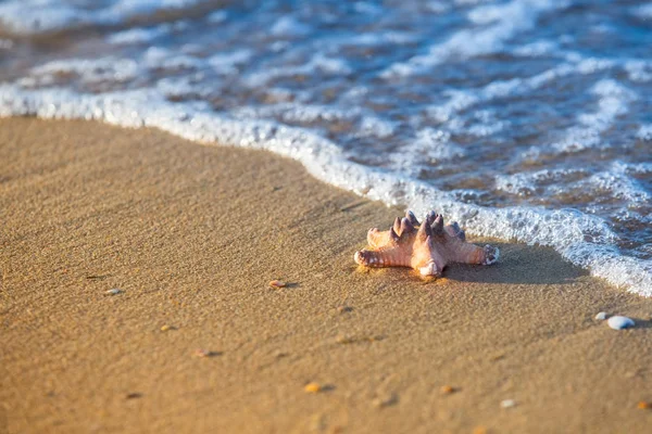 Seestern am Sandstrand und Meer als Urlaubssymbol — Stockfoto