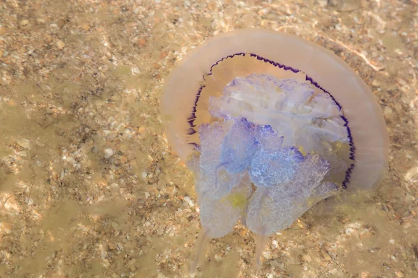 Sığ suda büyük denizanası