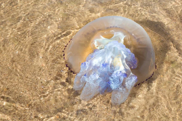 Sığ suda büyük denizanası