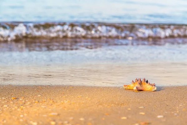 Seestern liegt auf dem nassen Sand am Strand — Stockfoto