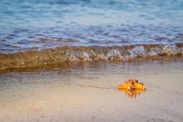 Starfish is liggend op het natte zand op het strand — Stockfoto