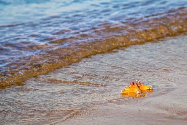 Seestern liegt auf dem nassen Sand am Strand — Stockfoto