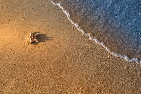 Deniz yıldızı plajda ıslak kum üzerinde yatıyor — Stok fotoğraf