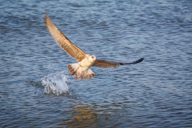 Martı (Larus michahellis) sudan çıkartıyor