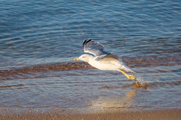 Чайка (Larus michahellis) выходит из воды — стоковое фото