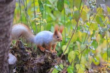 Kızıl sincap ağaç gövdesinde oturuyor