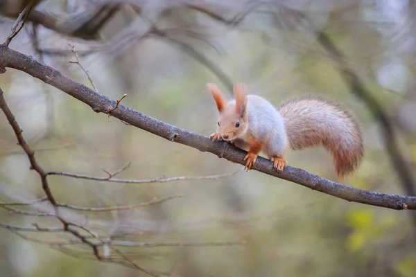 Esquilo vermelho está sentado no ramo na floresta — Fotografia de Stock