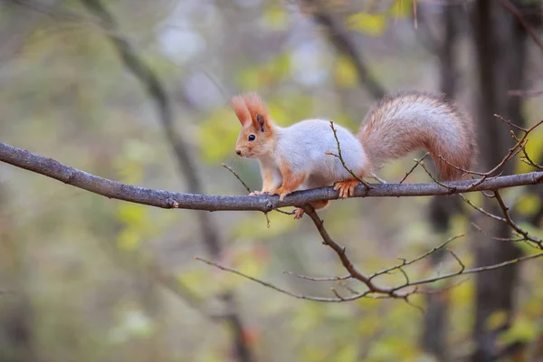 Esquilo vermelho está sentado em um ramo na floresta — Fotografia de Stock