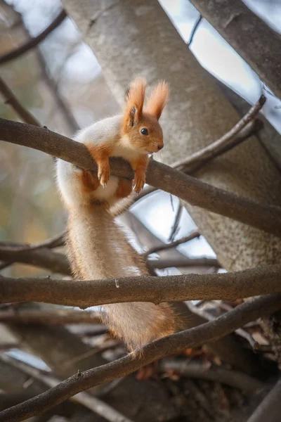 Esquilo vermelho está sentado em um ramo na floresta — Fotografia de Stock