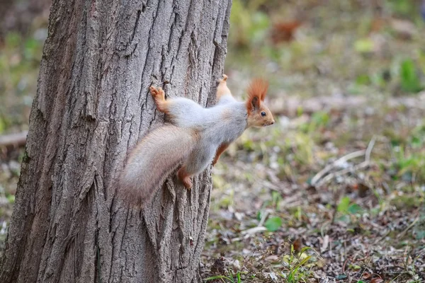 Esquilo vermelho sentado no tronco da árvore — Fotografia de Stock