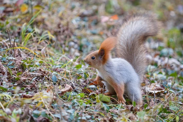 Esquilo vermelho está sentado na grama na floresta — Fotografia de Stock