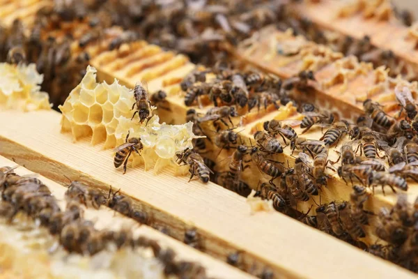 Varias abejas comen los restos de miel de panales en una colmena —  Fotos de Stock