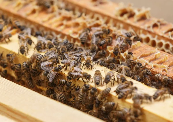 Muchas abejas comen los restos de miel de panales en una colmena —  Fotos de Stock