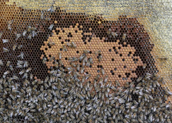 Cadre avec des rayons de miel et beaucoup d'abeilles rampantes — Photo