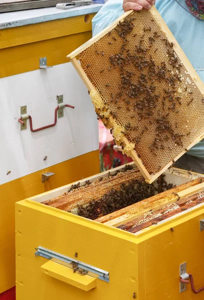 Пчеловод выходит из рамы с медом и сотами из улья — стоковое фото
