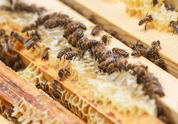 Le api si siedono su favo in un alveare e mangiano miele — Foto Stock