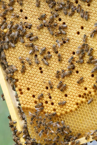 Muitas abelhas rastejando em favos de mel selados — Fotografia de Stock