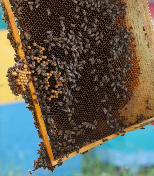 Muitas abelhas rastejando em favos de mel selados — Fotografia de Stock