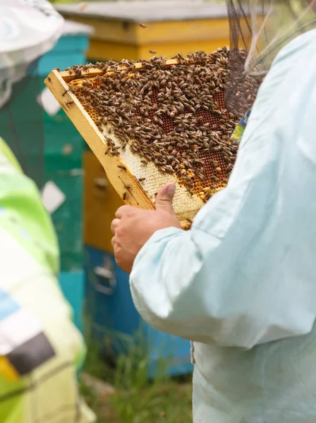Многие пчелы ползают по запечатанным сотам — стоковое фото