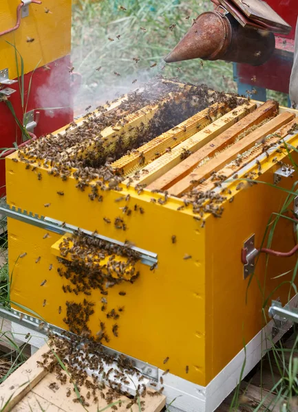 Многие пчелы ползают по запечатанным сотам — стоковое фото