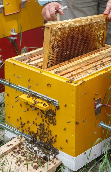 Viele Bienen krabbeln auf versiegelten Waben — Stockfoto