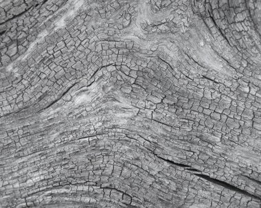 Gri yüzey eski ağaç arka plan olarak