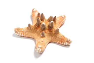 Beyaz bir arka plan üzerinde güzel kırmızı-kahverengi denizyıldızı