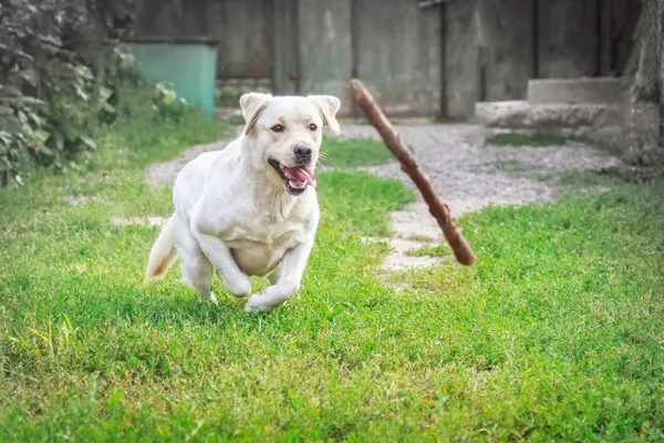 Purebred labrador runs after a flying stick