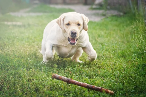 Fajtatiszta fehér labrador előtt ugrás egy botot — Stock Fotó