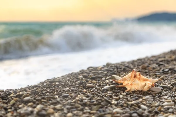 Schöne Muschel liegt auf einem Kiesstrand vor dem Hintergrund der Meereswelle — Stockfoto