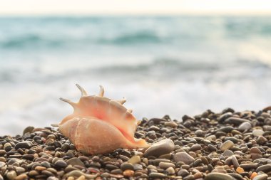 Seashell çakıl plajı üzerinde dalga deniz tarafından atılmış