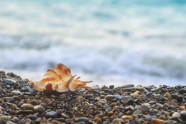 Muschel von Weichtieren liegt auf Kiesstrand auf dem Hintergrund des Meeres — Stockfoto