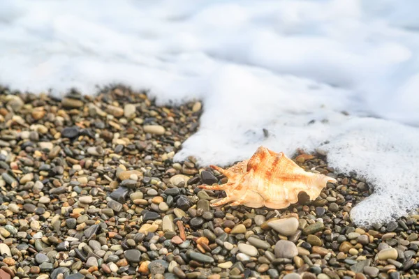 Meereswelle und Muschel liegen auf dem Kiesstrand — Stockfoto