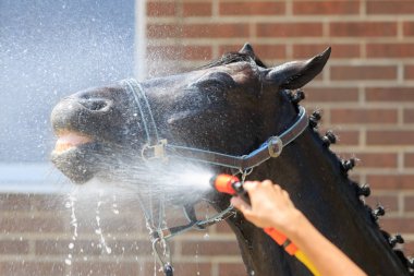 Siyah bir at başkanı bir hortum su ile yıkanmış yakın
