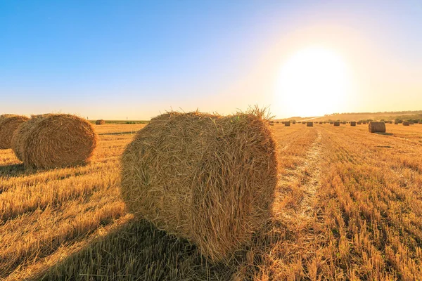 Buğday hasat sonra tarım alanı. Yuvarlak Haystack arka planda mavi gökyüzü ve gün batımı