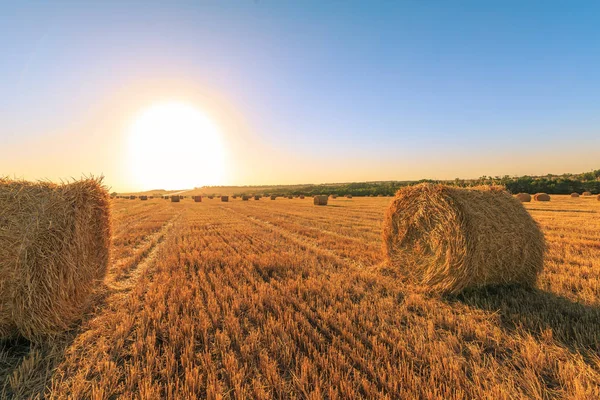 Buğday hasat sonra tarım alanı. Güneş arasında yuvarlak haystacks çalışmıyor