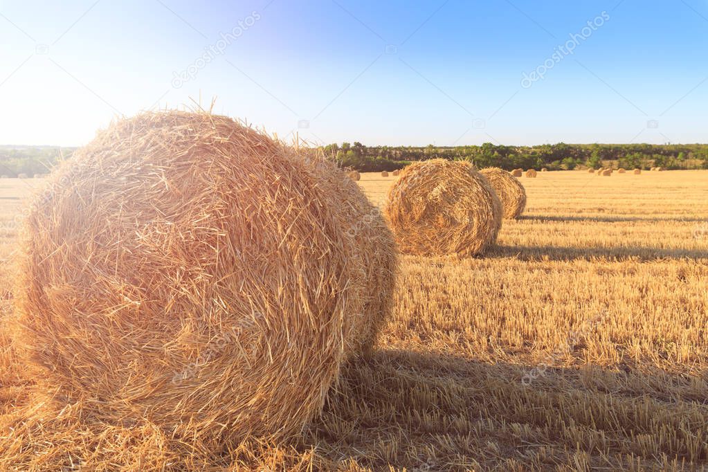 Agricultural field after harvesting wheat. Rolls of hay lined up in row