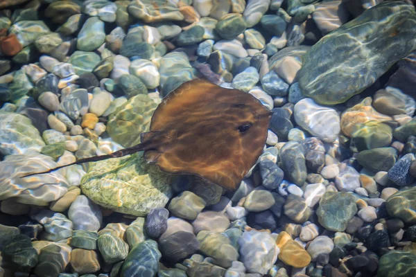 Kleine bruine stingray zwemt in de heldere zee zout water in de zomer — Stockfoto